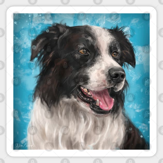 Blue and white collie sales